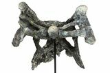 Partial Phytosaur (Leptosuchus?) Skull On Stand - Arizona #78008-6